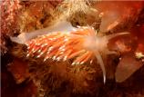 Molluscs